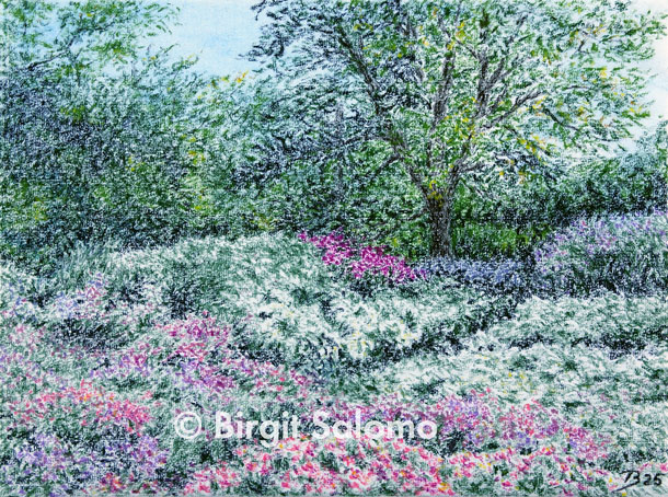 Asternblüte auf der Freundschaftsinsel, Potsdam