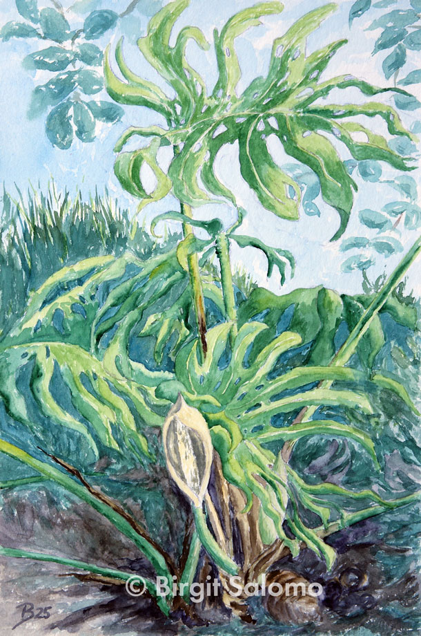blühende Monstera